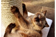 Czy wiesz jakie funkcje pełni DRAPANIE u kotów?